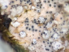 Didymocyrtis melanelixiae
