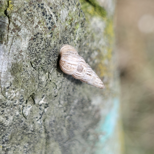 Cochlicella acuta
