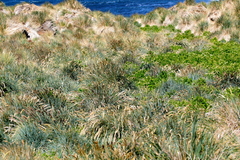 Poa alopecurus