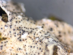 Didymocyrtis melanelixiae