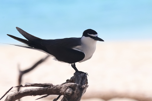 Charrán embridado (Onychoprion anaethetus)