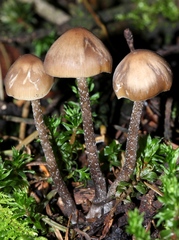 Myochromella boudieri