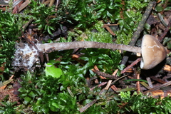 Myochromella boudieri