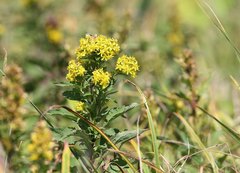 Solidago virgaurea asiatica