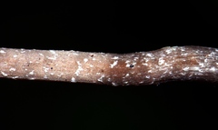 Myochromella boudieri