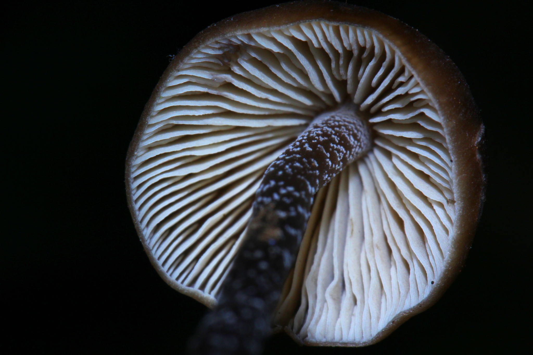 Tephrocybe boudieri image