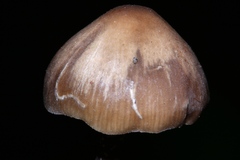 Myochromella boudieri
