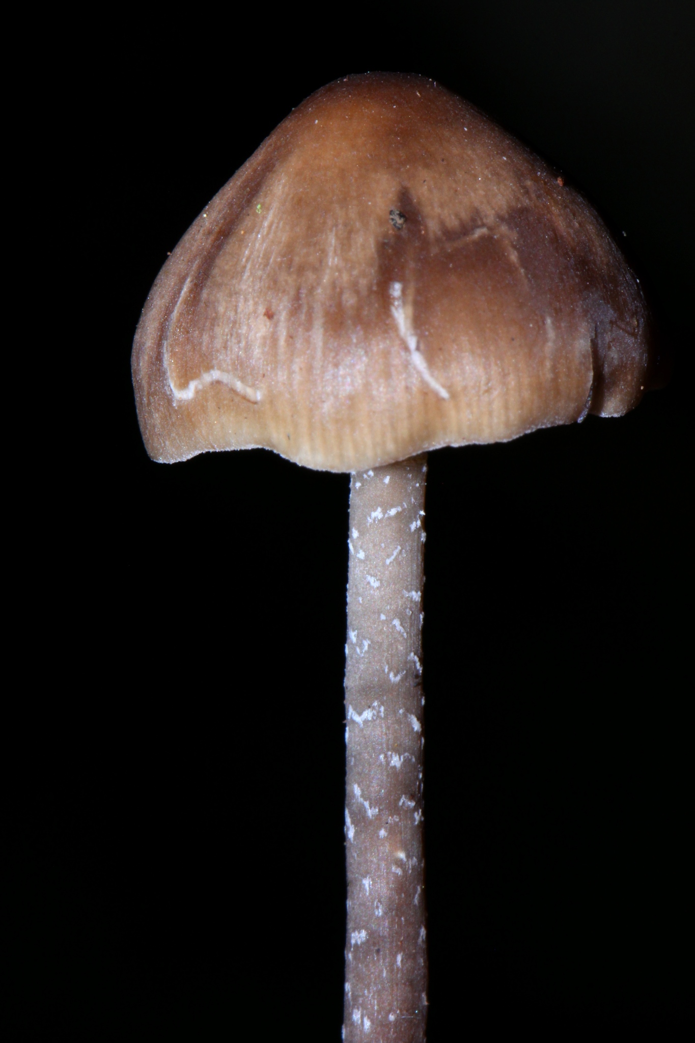 Tephrocybe boudieri image