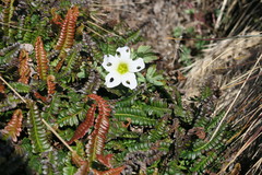 Oxalis enneaphylla