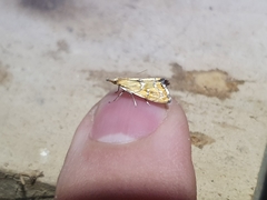 Glaucocharis auriscriptella