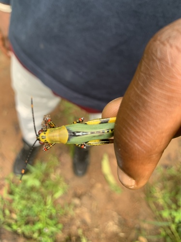Variegated grasshopper