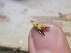 Glaucocharis auriscriptella