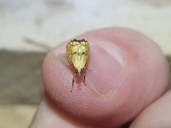 Glaucocharis auriscriptella