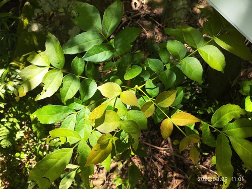 Meliosma pinnata observed 2025-08-29