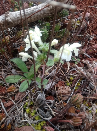 Downy Hemp-nettle (Galeopsis segetum)