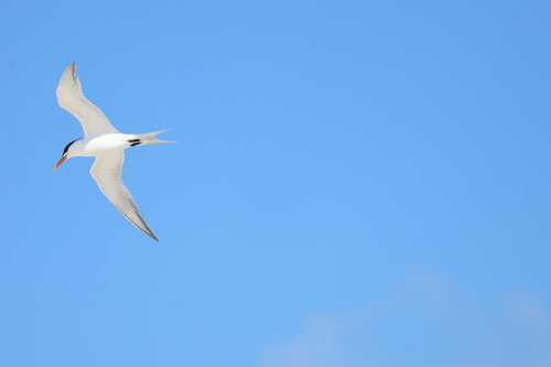 Charrán bengalí (Thalasseus bengalensis)