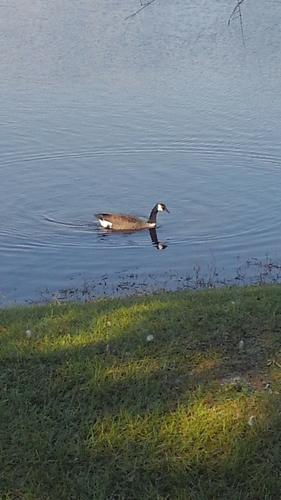 Canada Goose photographed in Florida