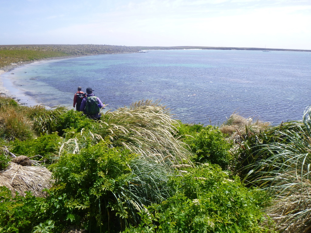 Celery and Marshwort from Motley Island, FIQQ 1ZZ, Falkland Islands