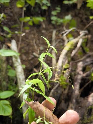 Stellaria fenzlii iNat (2)