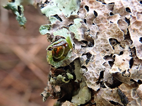Furchen-Schüsselflechte