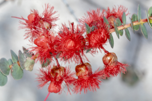 Verticordia grandis, photograph 5