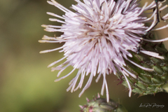 Cirsium arvense