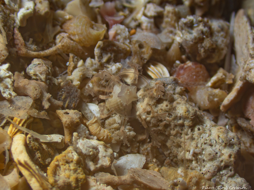 Cladonema radiatum observed 2025-08-26