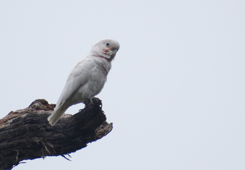 Cacatua goffiniana, 2025-08-17