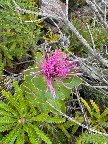 Isopogon latifolius, photograph 3