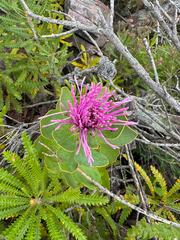 (c) Tyler Anthony, some rights reserved (CC BY) Isopogon latifolius, photograph (c) Tyler Anthony, some rights reserved (CC BY)