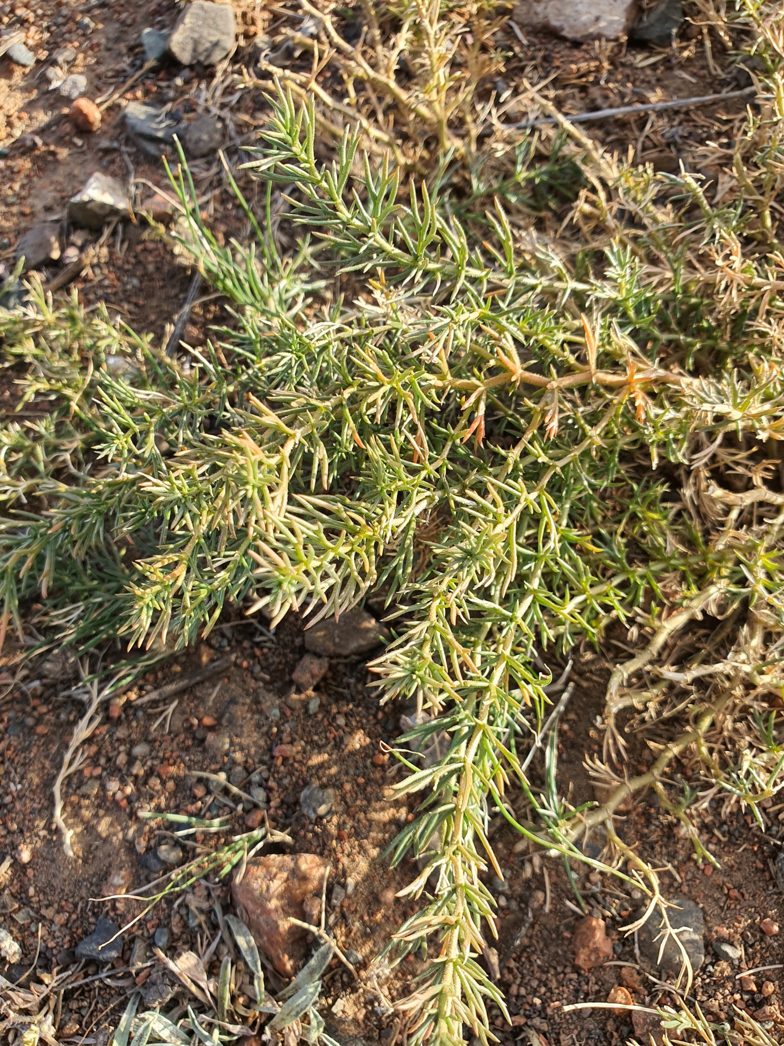 Peganum nigellastrum