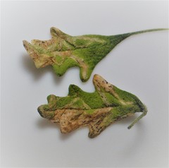 Liriomyza chenopodii