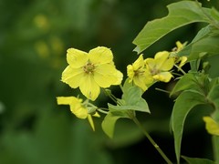 Lysimachia ciliata