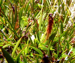 Tetroncium magellanicum