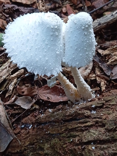 white chalk mushroom (Leucocoprinus cretaceus)