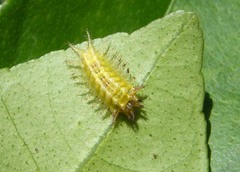 Oxyplax ochracea