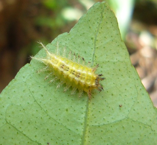 Oxyplax Ochracea · Inaturalist