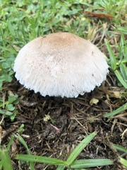 Leucoagaricus barssii