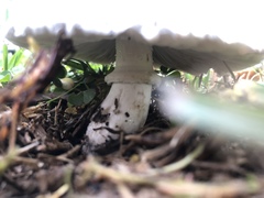 Leucoagaricus barssii