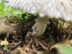 Leucoagaricus barssii