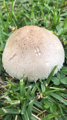 Leucoagaricus barssii