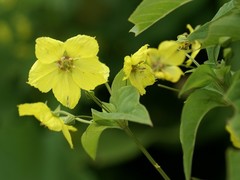 Lysimachia ciliata
