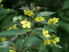 Lysimachia ciliata