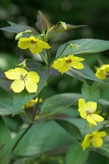 Lysimachia ciliata