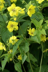 Lysimachia ciliata