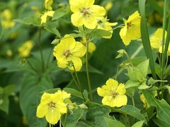 Lysimachia ciliata