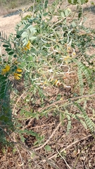 Sophora fraseri