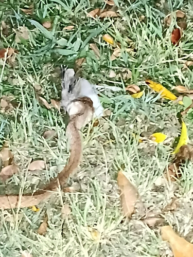 Brown Tree Snake sighting