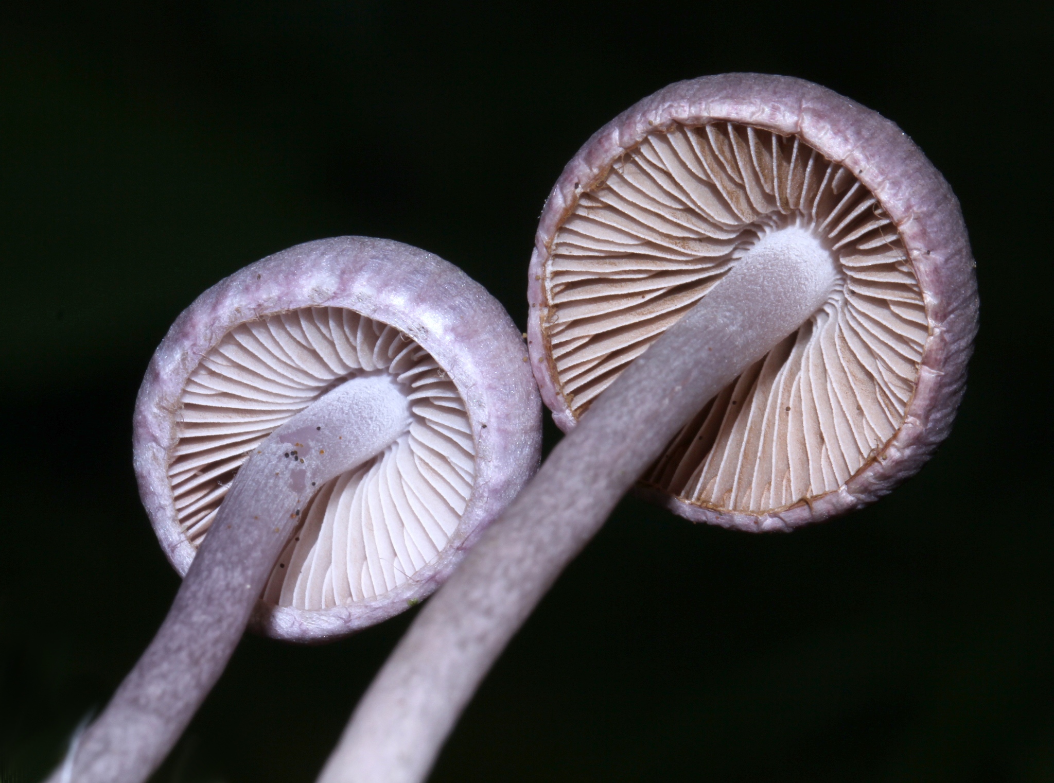 Inocybe geophylla image