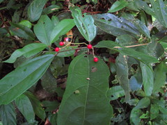 Hasseltia